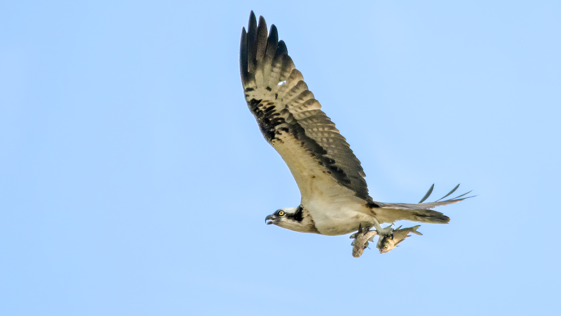 Stunning capture of an osprey with two fish kills in Baruabeel, Darrang, Assam, India. © WWW.NEJIBAHMED.COM.jpg